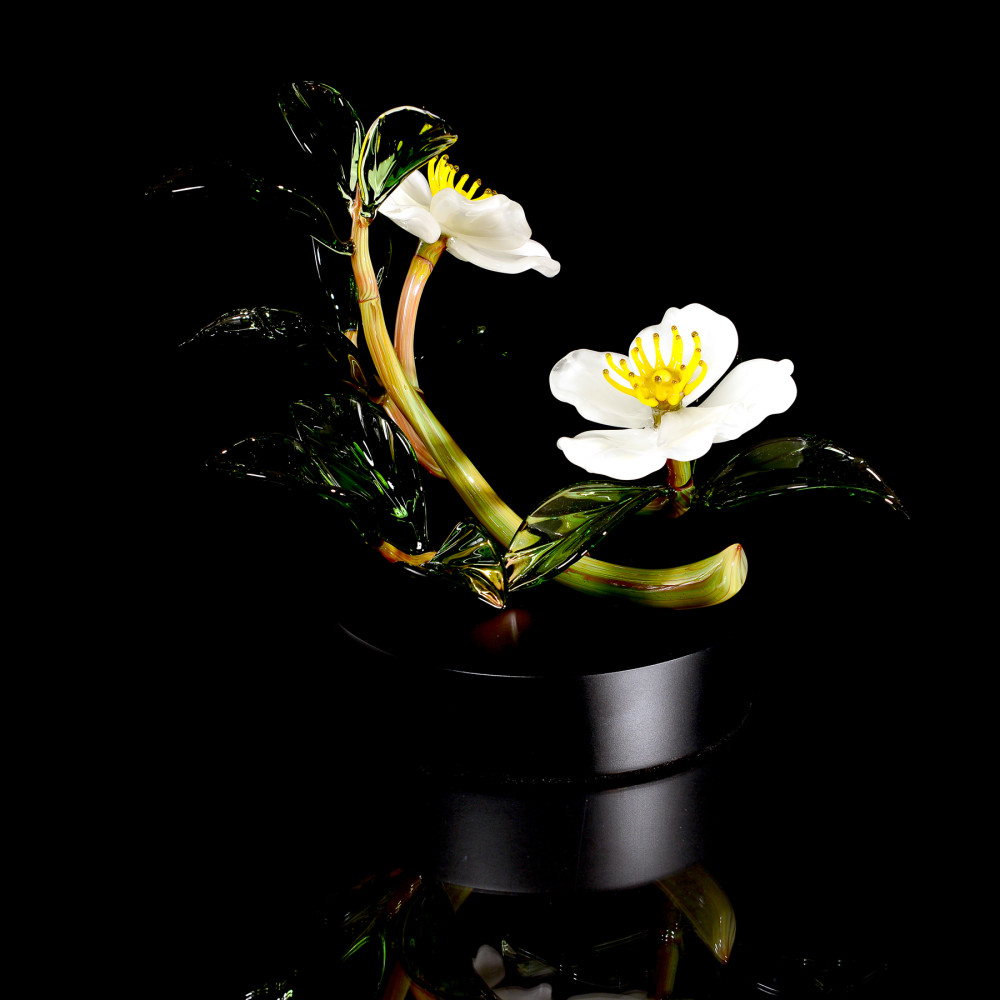 Flowers_White-Cherokee-Rose-Double_475_h9xw12