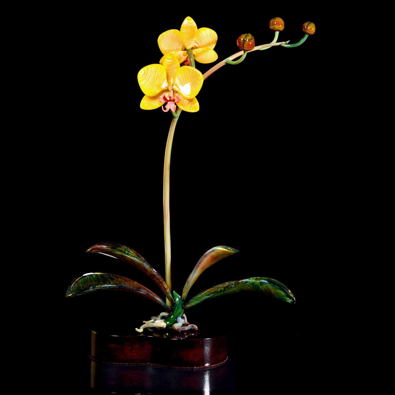 Flowers_Doritaenopsis Yellow Stripes Orchid_$1,450_h23xw14