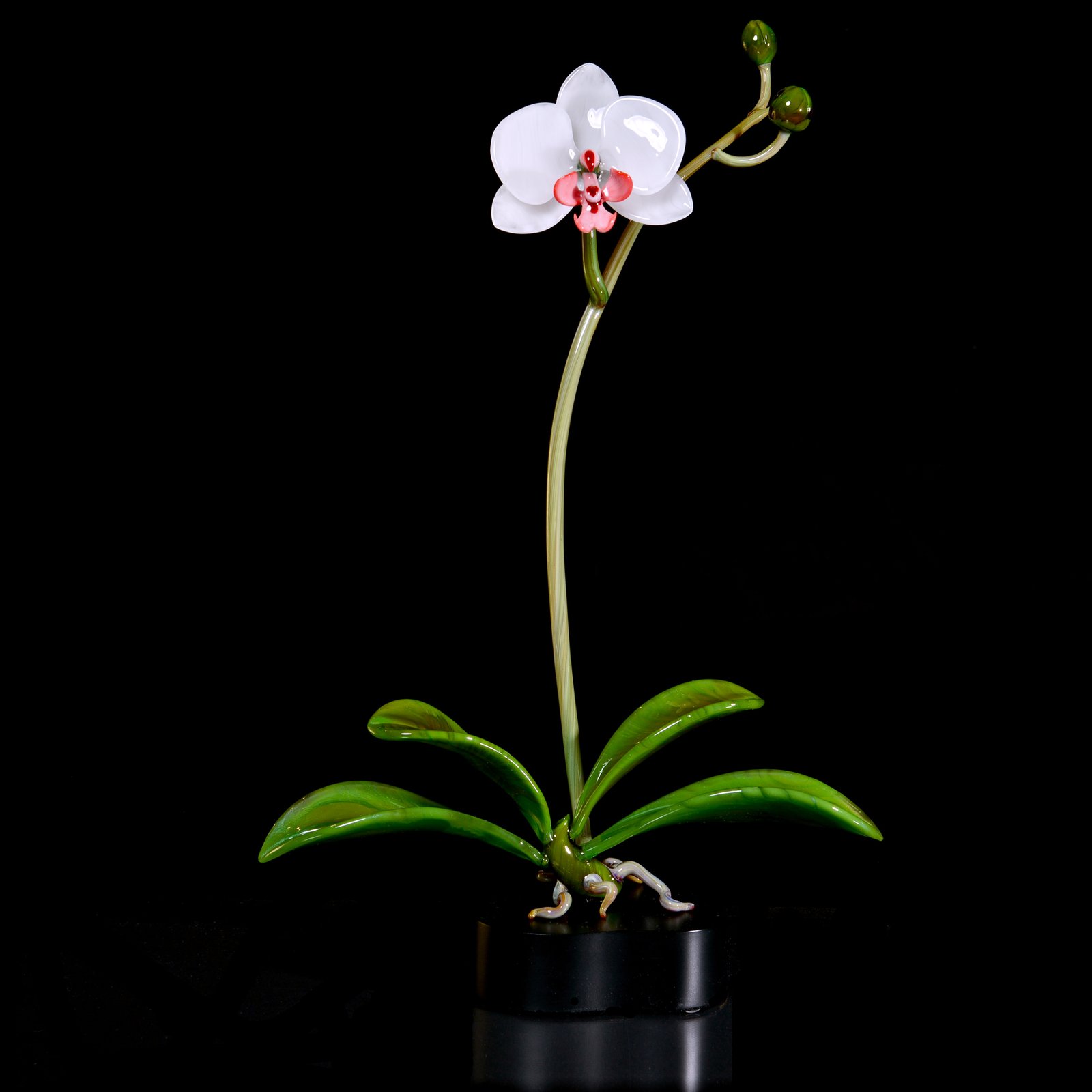 Flowers_White Butterfly Orchid_$650_h19xw12
