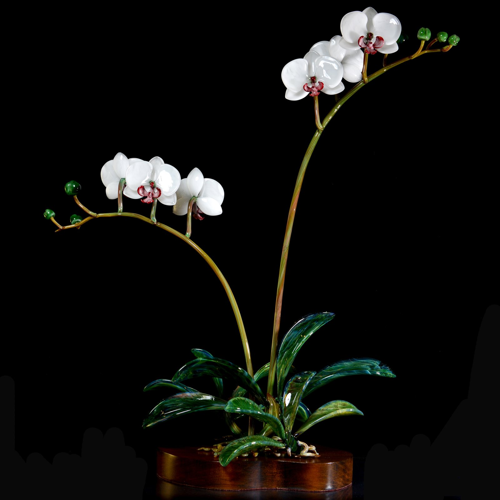 Flowers_White Phalaenopis Orchid (double)_call_h31xw30
